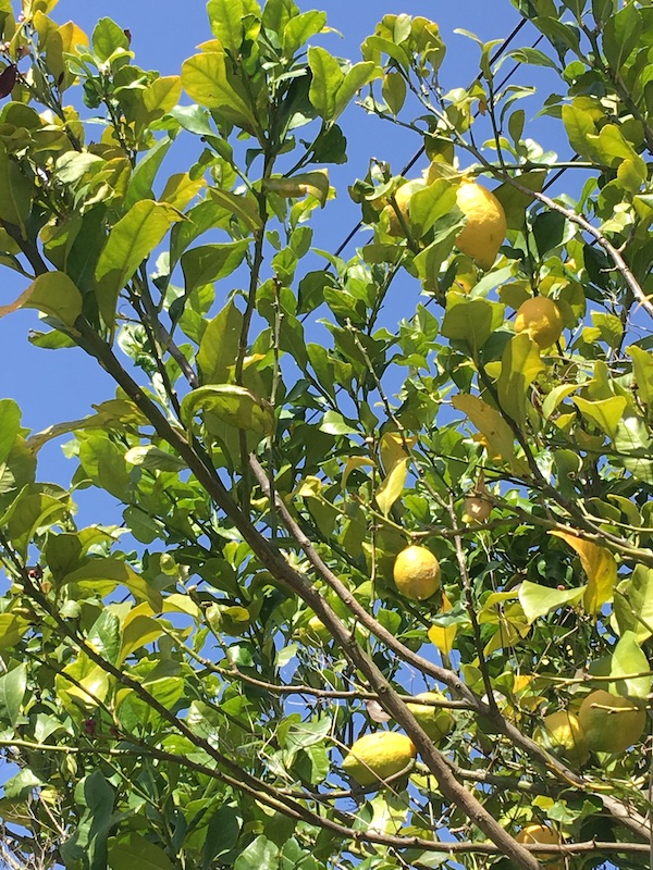Citroner ved Sóller